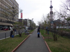 4月26日の活動でライラックの枯れ枝剪定を行う植物ボランティア