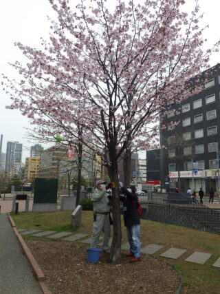 「今週の公園ボランティア」の画像