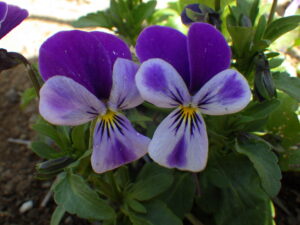 北2条花壇の越冬ビオラ2