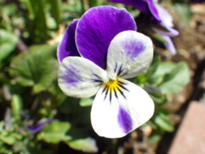 北2条花壇の越冬ビオラ1