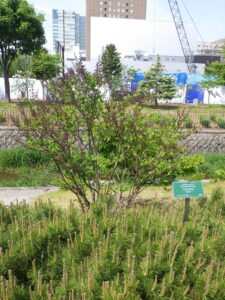 5月21日の遅咲きライラック・ミスキムの様子