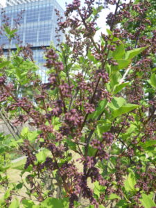 5月21日の遅咲きライラック・ミスキムのつぼみ