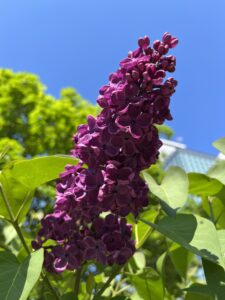 ライラック投稿写真「高貴なライラック」