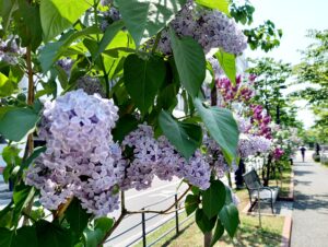 ライラック投稿写真「心地よいライラック並木」