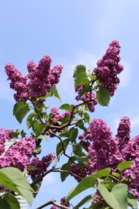ライラック投稿写真「ライラックと青空」