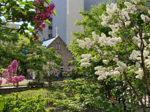 ライラック投稿写真「平和への祈り」
