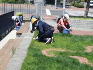 5月18日にタンポポなどの除草をるするお助け隊3