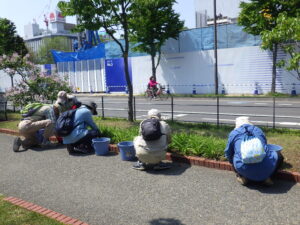 5月25日にヘメロカリス花壇の除草の活動をするお助け隊2