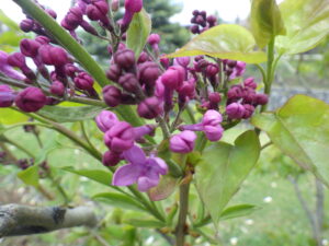 5月4日に花が開いていたライラックのアセシッピー1