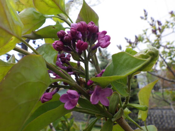 「早咲きのライラックが花開きました」の画像