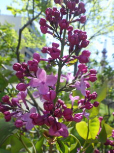 5月8日に咲いていたライラック「アセシッピー」の花