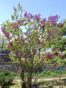 5月8日のライラック「アセシッピー」の様子