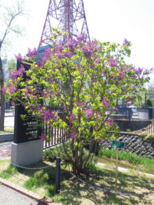 5月10日のライラック「アセシッピー」の様子