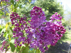 5月10日のライラック「アセシッピー」の花