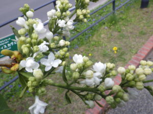 5月8日に咲いていたライラック「イーディスガヴェル」の花