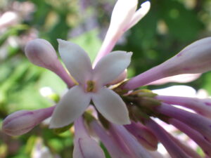 5月26日の遅咲きライラックのウスゲシナハシドイの花のアップ画像