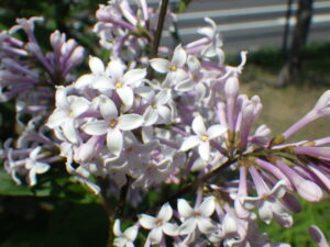 5月26日の遅咲きライラックのウスゲシナハシドイの花