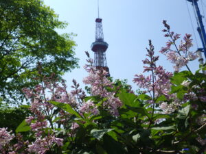 5月26日の遅咲きライラックのウスゲシナハシドイとテレビ塔の画像
