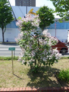 5月26日の遅咲きライラックのウスゲシナハシドイの様子