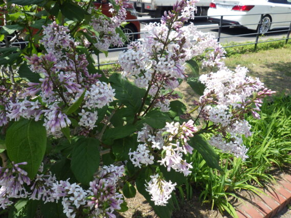 「遅咲きライラックのウスゲシナハシドイ」の画像
