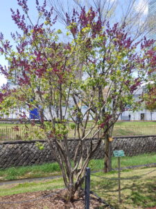 5月4日に花が開いていたライラックのエスタースティリー4