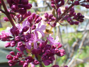 5月4日に花が開いていたライラックのエスタースティリー1