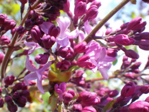 5月4日に花が開いていたライラックのエスタースティリー2