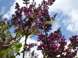 5月4日に花が開いていたライラックのエスタースティリー3