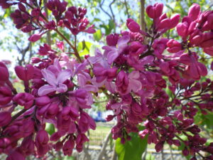 5月8日に咲いていたライラック「エスタースティリー」の花
