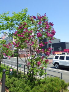 5月10日のライラック「エスタースティリー」の様子1