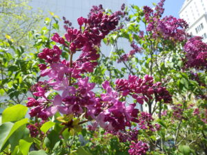 5月10日のライラック「エスタースティリー」の花2