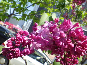 5月10日のライラック「エスタースティリー」の花1