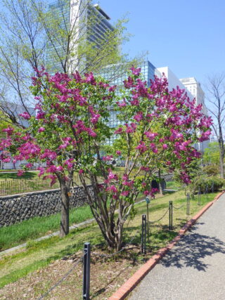 「ライラックのつぼみと花」の画像