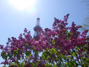 テレビ塔をバックにつぼみがたくさんついているエスタースティリーの写真の画像