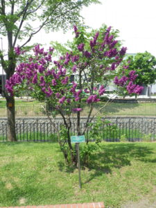 5月21日のライラック・シャルルジョリーの様子