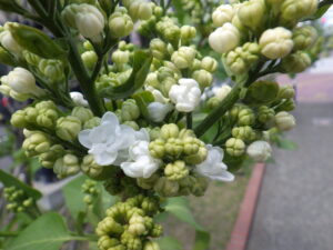 5月8日に咲いていたライラック「ジェネラルシェリダン」の花1