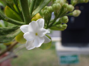 5月8日に咲いていたライラック「ジェネラルシェリダン」の花2