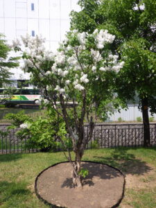 5月21日のライラック・ジョンダンバーの様子