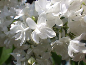 5月21日のライラック・ジョンダンバーの花