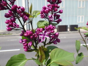 5月12日に咲いていたセンセーションの花の画像1