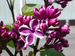 5月12日に咲いていたセンセーションの花の画像2