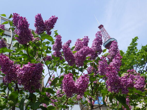 「ライラック開花の様子と遅咲きライラック」の画像