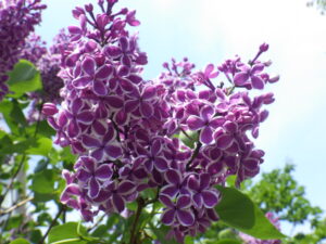 5月21日のライラック・センセーションの花