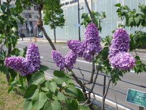 5月21日のライラック・チャームの様子