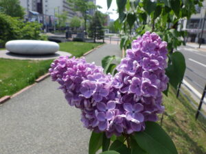 5月21日のライラック・チャームの花