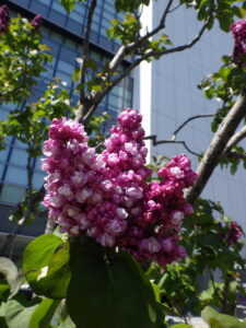 5月10日のライラック「フランクフルターフリューリンク」の花