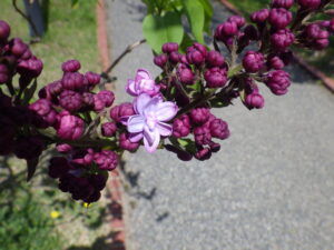 5月8日に咲いていたライラック「プレジダングレビー」の花