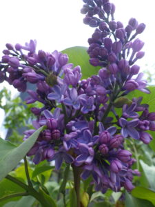 5月8日に咲いていたライラック「プレジデントリンカーン」の花