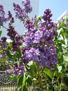 5月10日のライラック「プレジデントリンカーン」の花