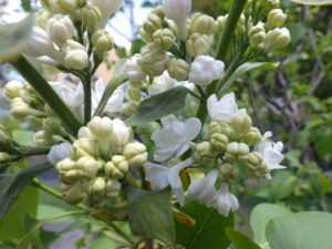 5月8日に咲いていたライラック「ミスエレンウィルモット」の花1